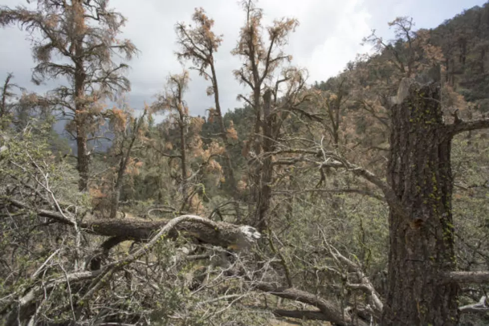 Government, Industry Representatives Examine Wyoming’s Biomass Industry